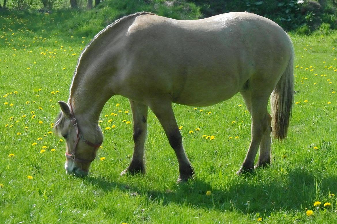 Fjordhest Maia - Gumle gumle .. billede 6