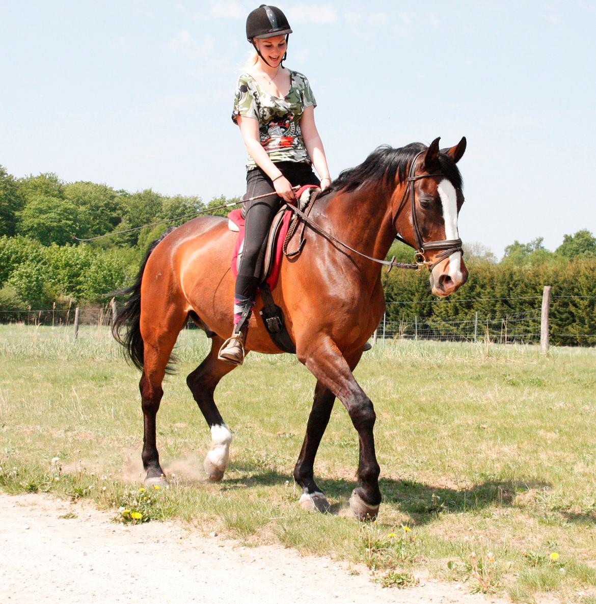 Dansk Varmblod Weino (Part) billede 8