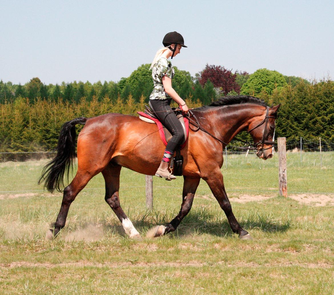 Dansk Varmblod Weino (Part) billede 10