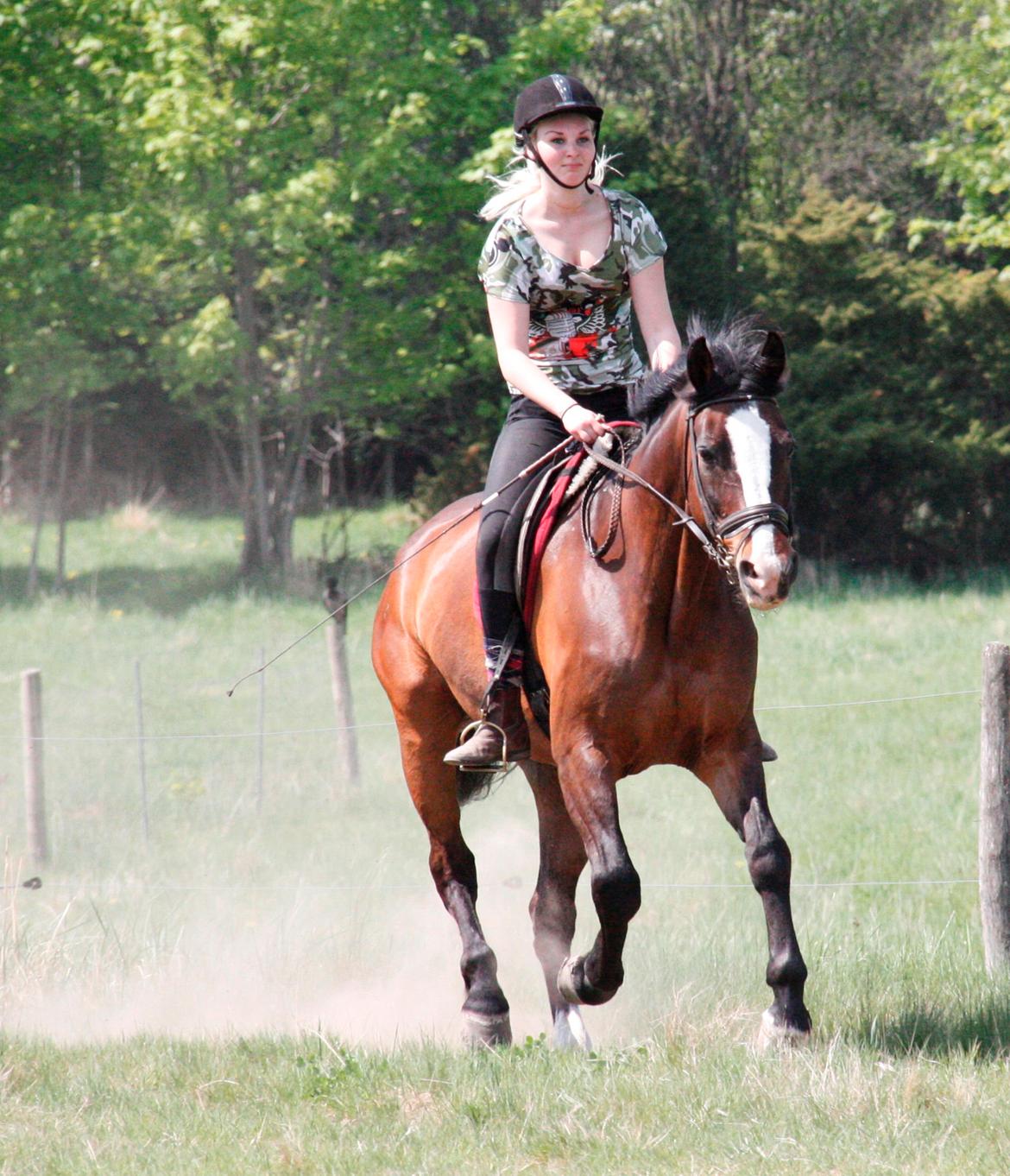 Dansk Varmblod Weino (Part) billede 19