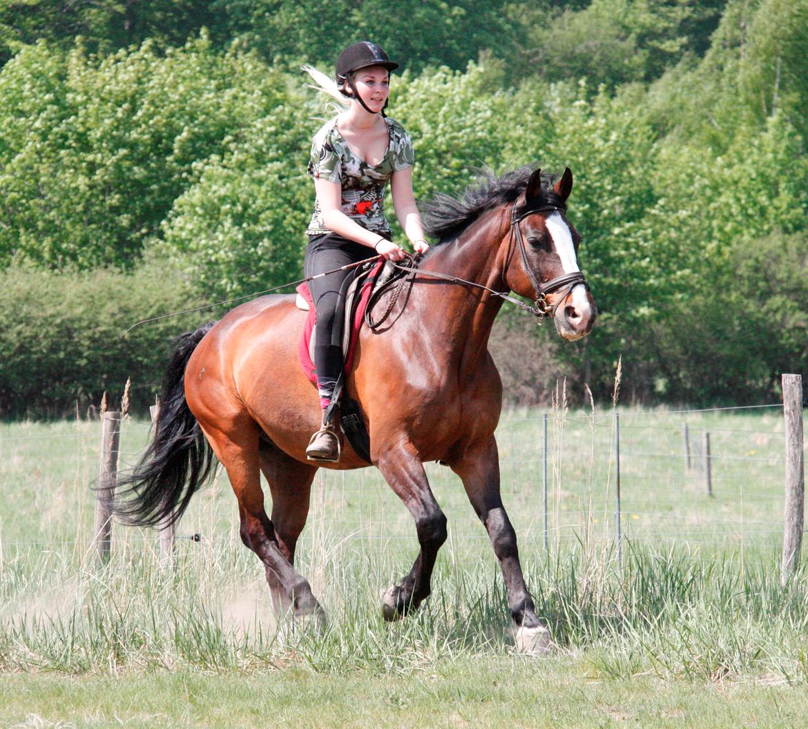 Dansk Varmblod Weino (Part) billede 6