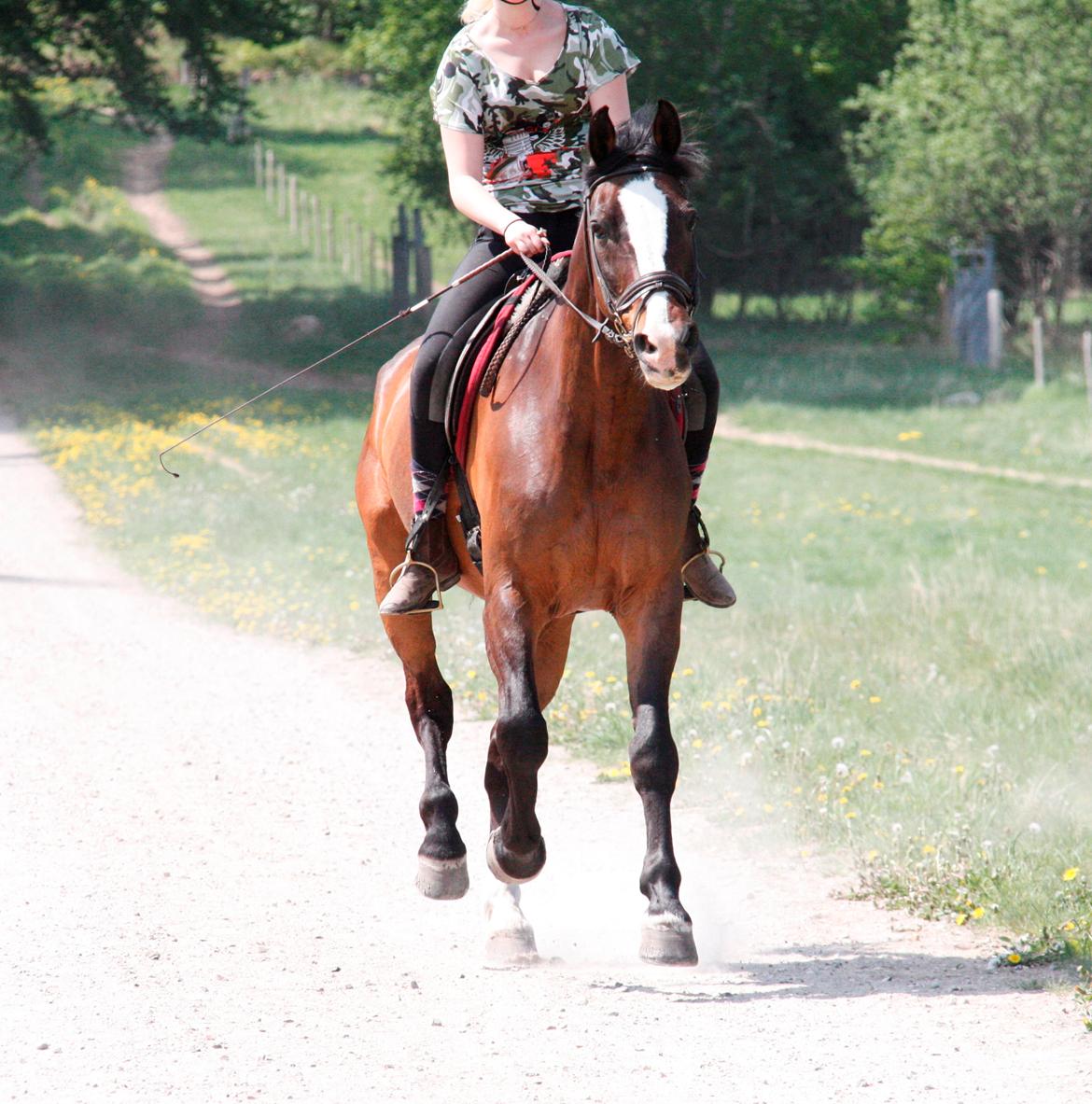 Dansk Varmblod Weino (Part) billede 7