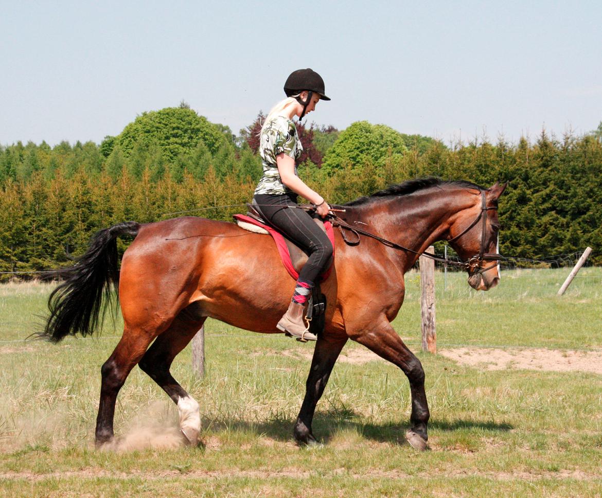 Dansk Varmblod Weino (Part) billede 20