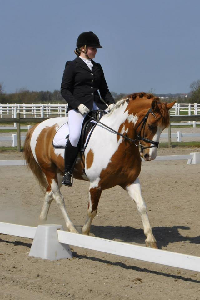 Pinto / haflinger indiana jones -  indi i LA1 2013
taget af mikala pedersen  billede 15