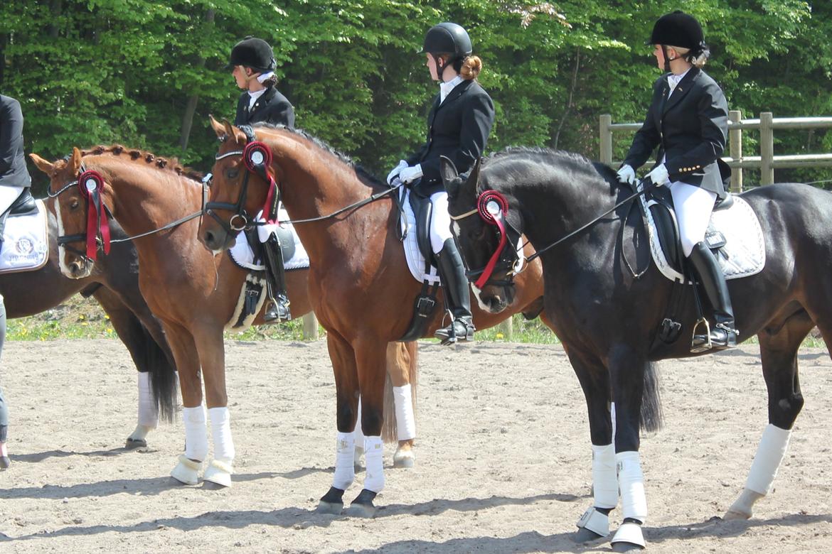Dansk Varmblod Lukas Stensvang - Kbh.-mesterskab 2013 billede 19