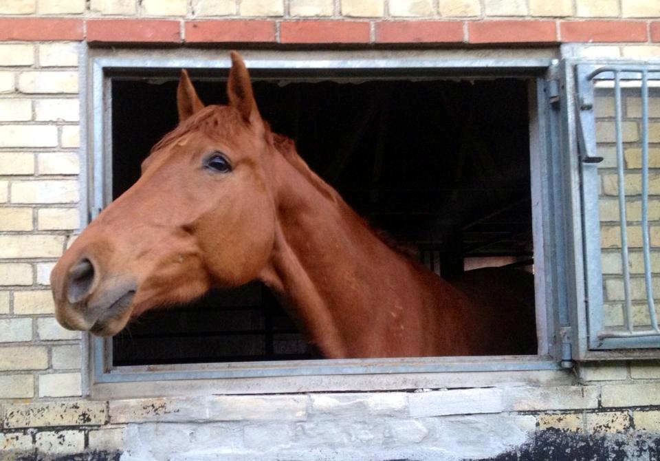 Tysk Oldenburger Immernenz (Bimmer) <3 billede 12