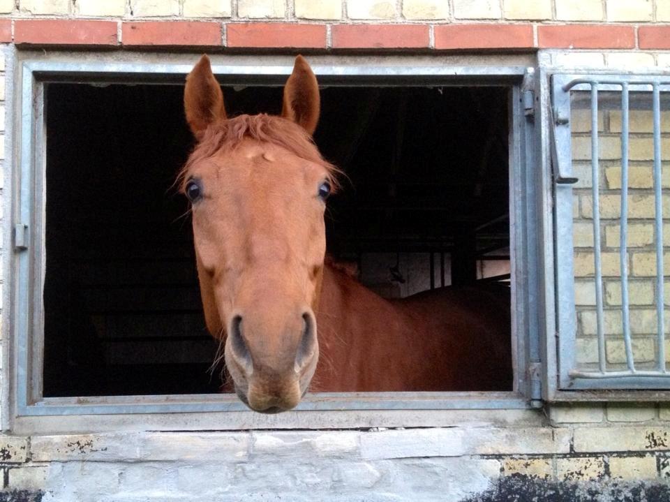 Tysk Oldenburger Immernenz (Bimmer) <3 billede 13