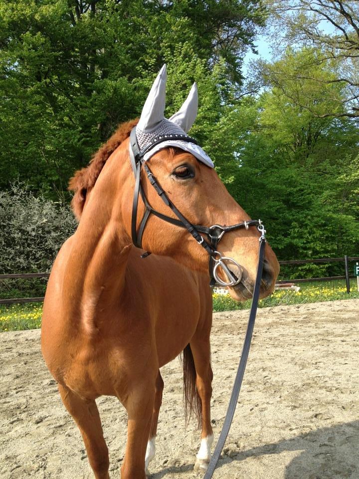 Tysk Oldenburger Immernenz (Bimmer) <3 billede 15