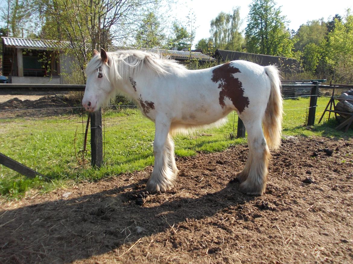 Irish Cob ITS Hazel - 16/5 13 billede 7