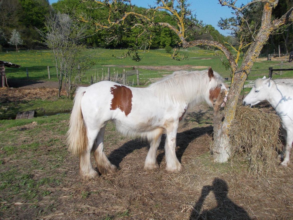 Irish Cob ITS Hazel - 16/5-13 billede 8