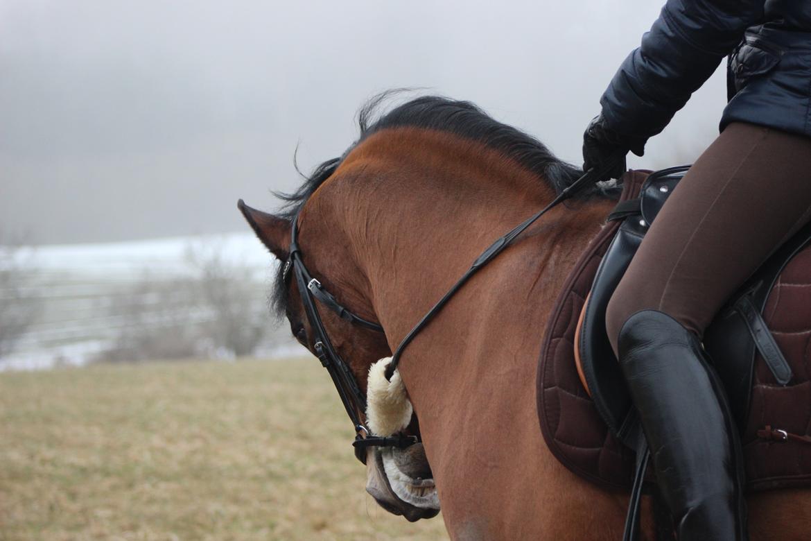 DSP RØGILD'S KILIMANJARO * B-Pony * - Træning der hjemme vinter 2013 billede 10