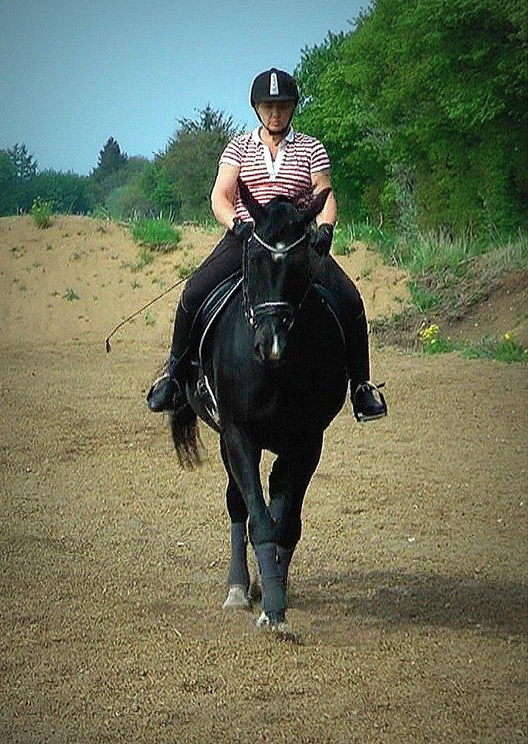 Dansk Varmblod Schaløer billede 5