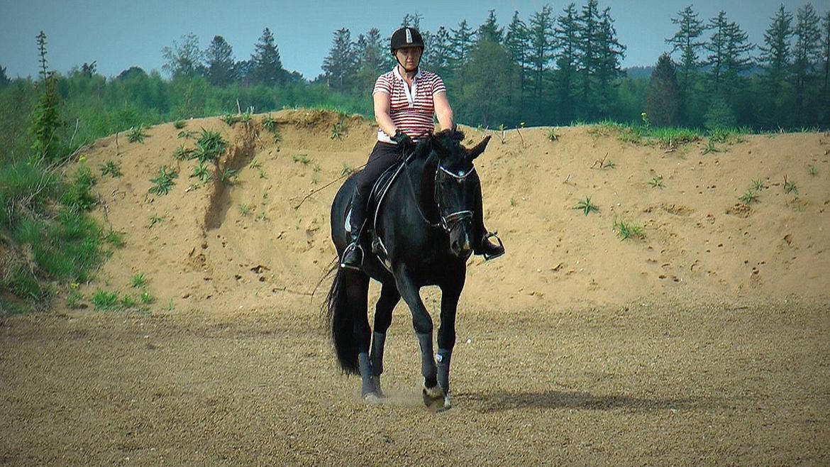 Dansk Varmblod Schaløer billede 6