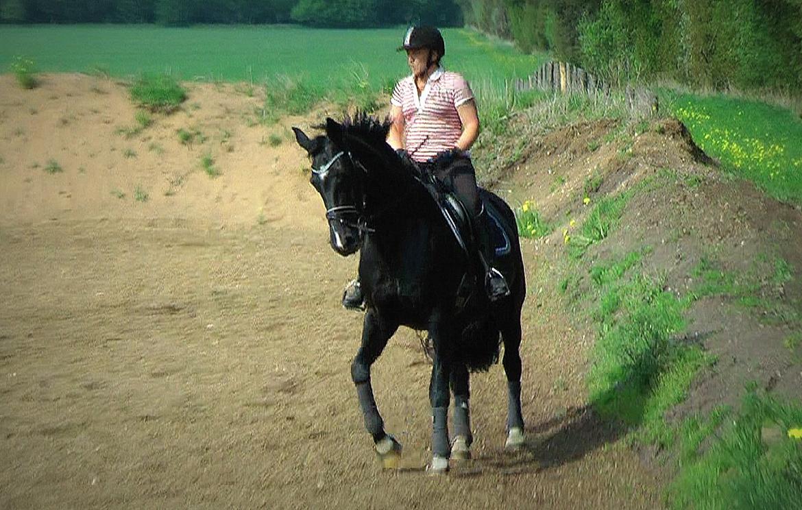 Dansk Varmblod Schaløer billede 7