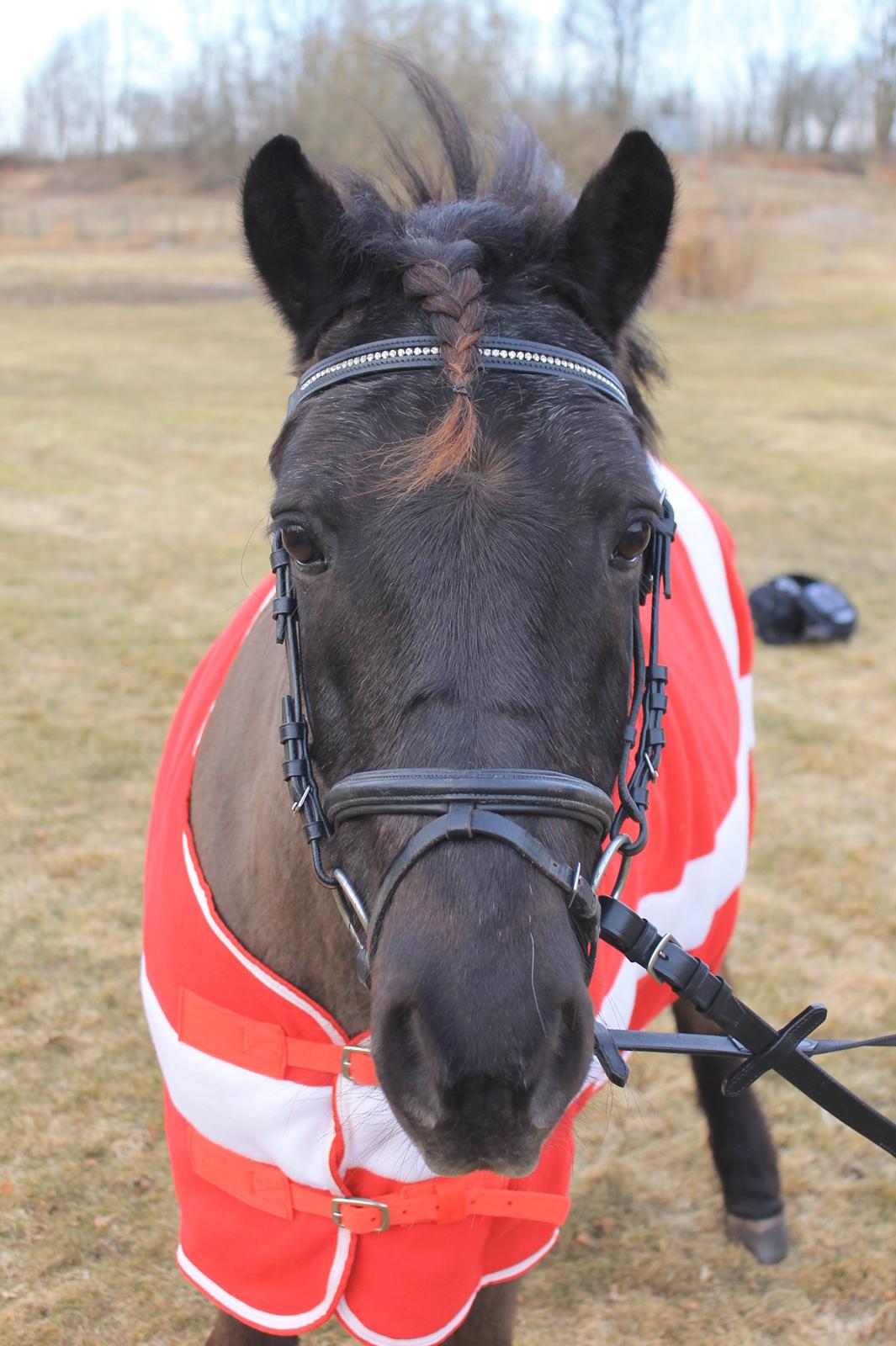 Anden særlig race Iceman billede 17
