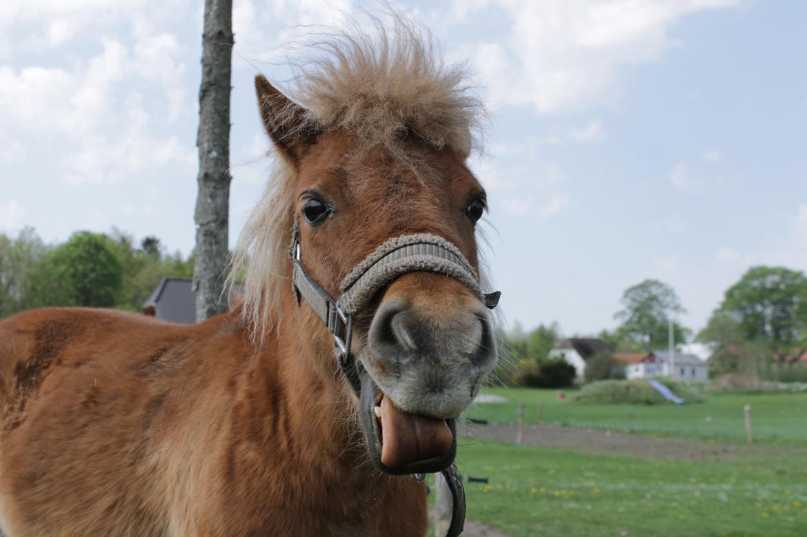 Shetlænder Ingstrups Sandra billede 11