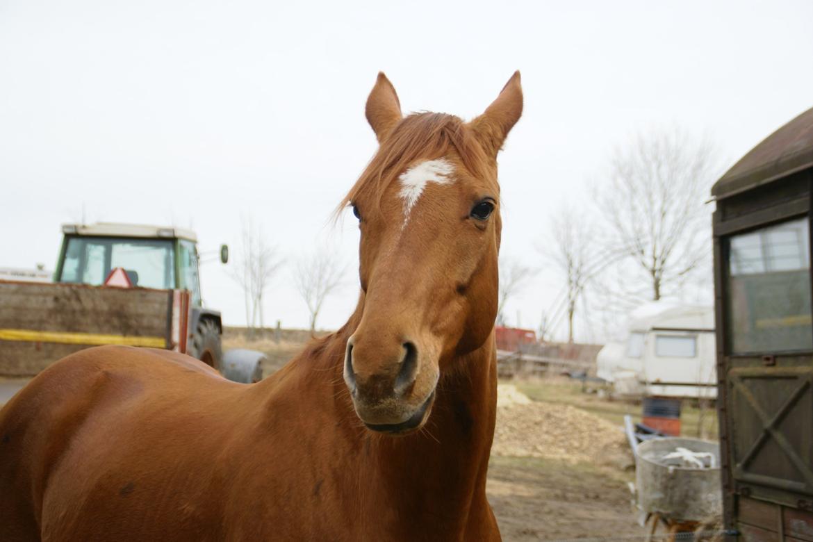 Fuldblod (XX) Mary Lou XX "Himmelhest" - Smukke Misse billede 6