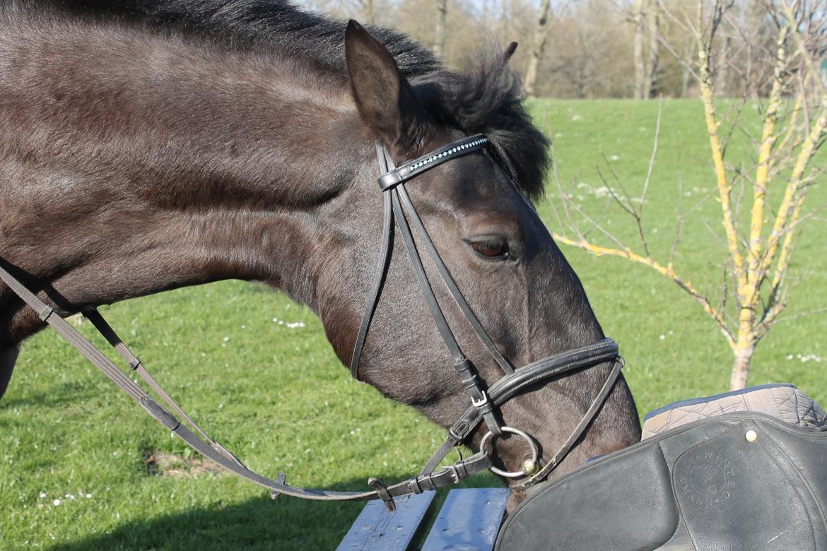 Oldenborg | Chess - Prinsessen & Min Soulmate - R.I.P  - Den lugter af Stormur, mor! :-* billede 3