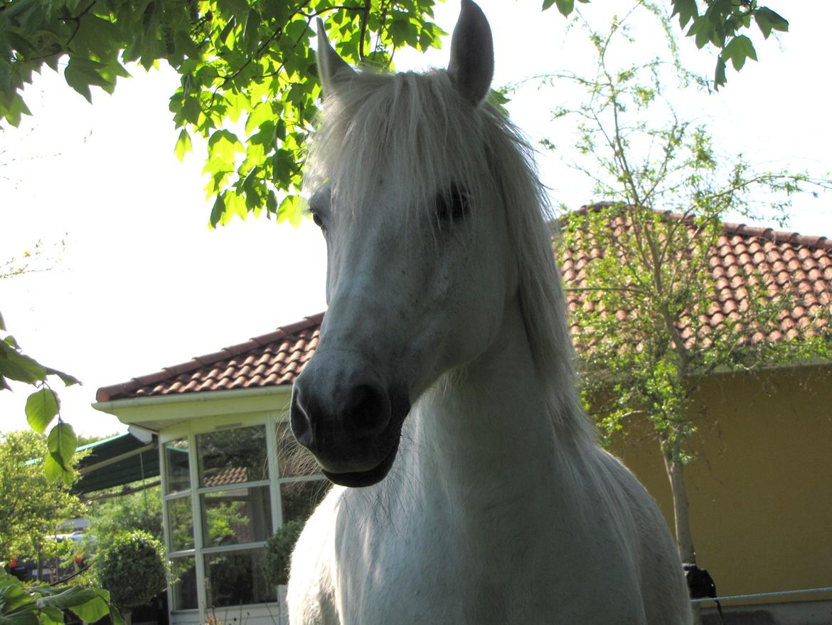 Anden særlig race Amidas - Drømmeponyen<'3 - Smukke hestedyr billede 1