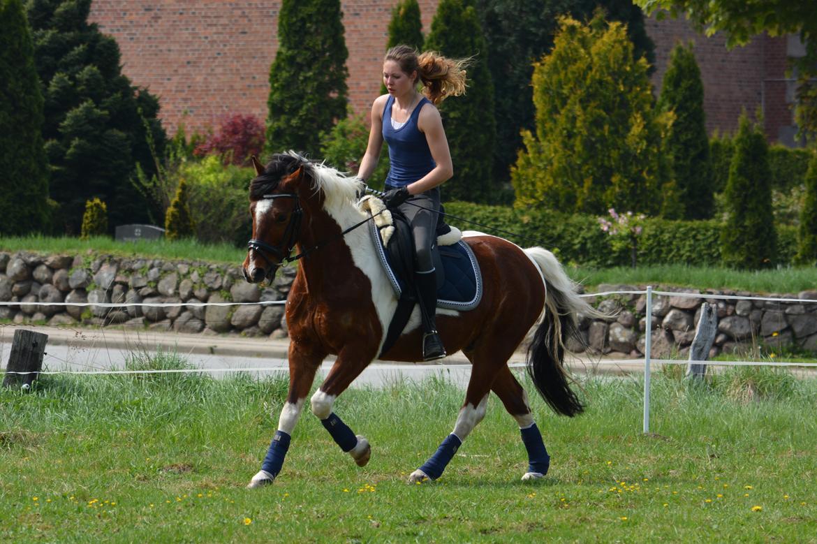 Anden særlig race Pinocchio Star - Lækker pony!! <3 billede 15