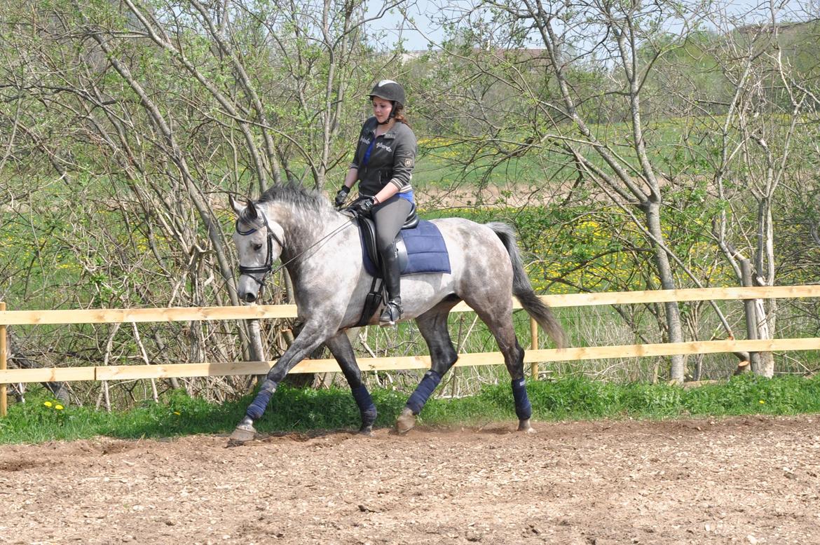 Holstener Colt 45 billede 14