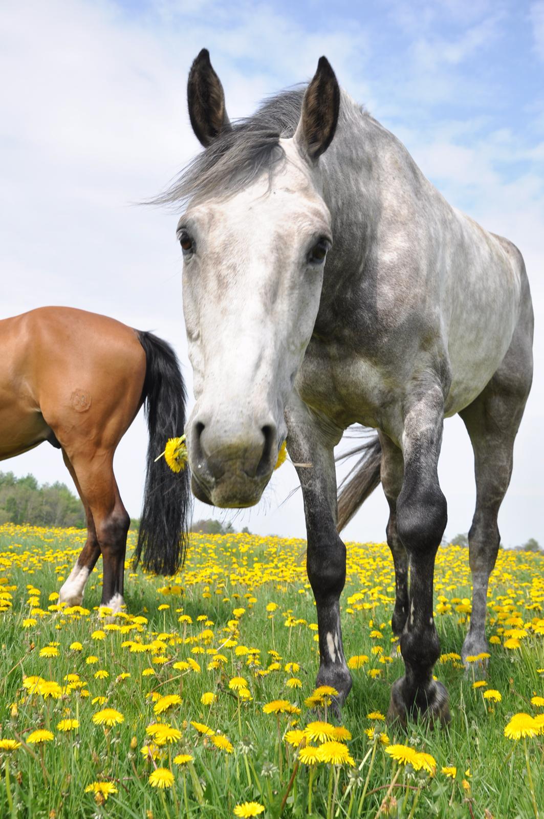 Holstener Colt 45 billede 13