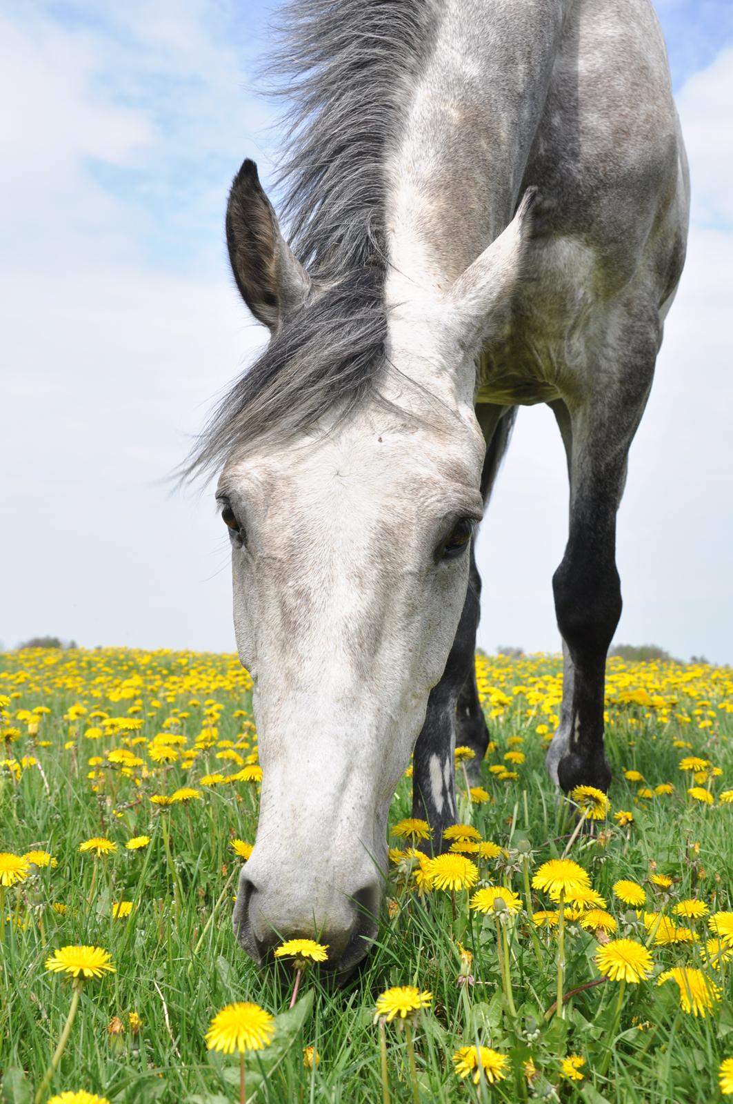 Holstener Colt 45 billede 18