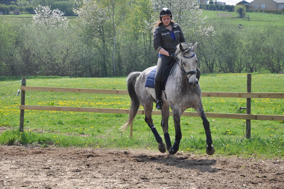 Holstener Colt 45 billede 22