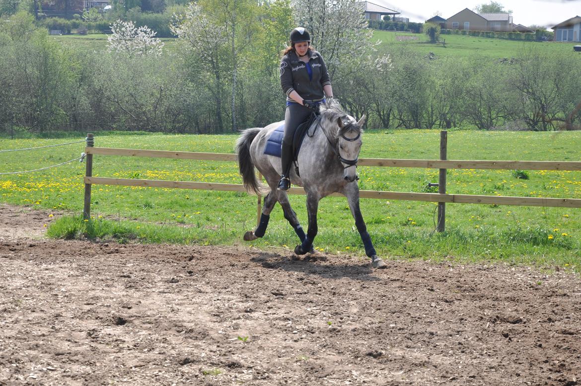 Holstener Colt 45 billede 27