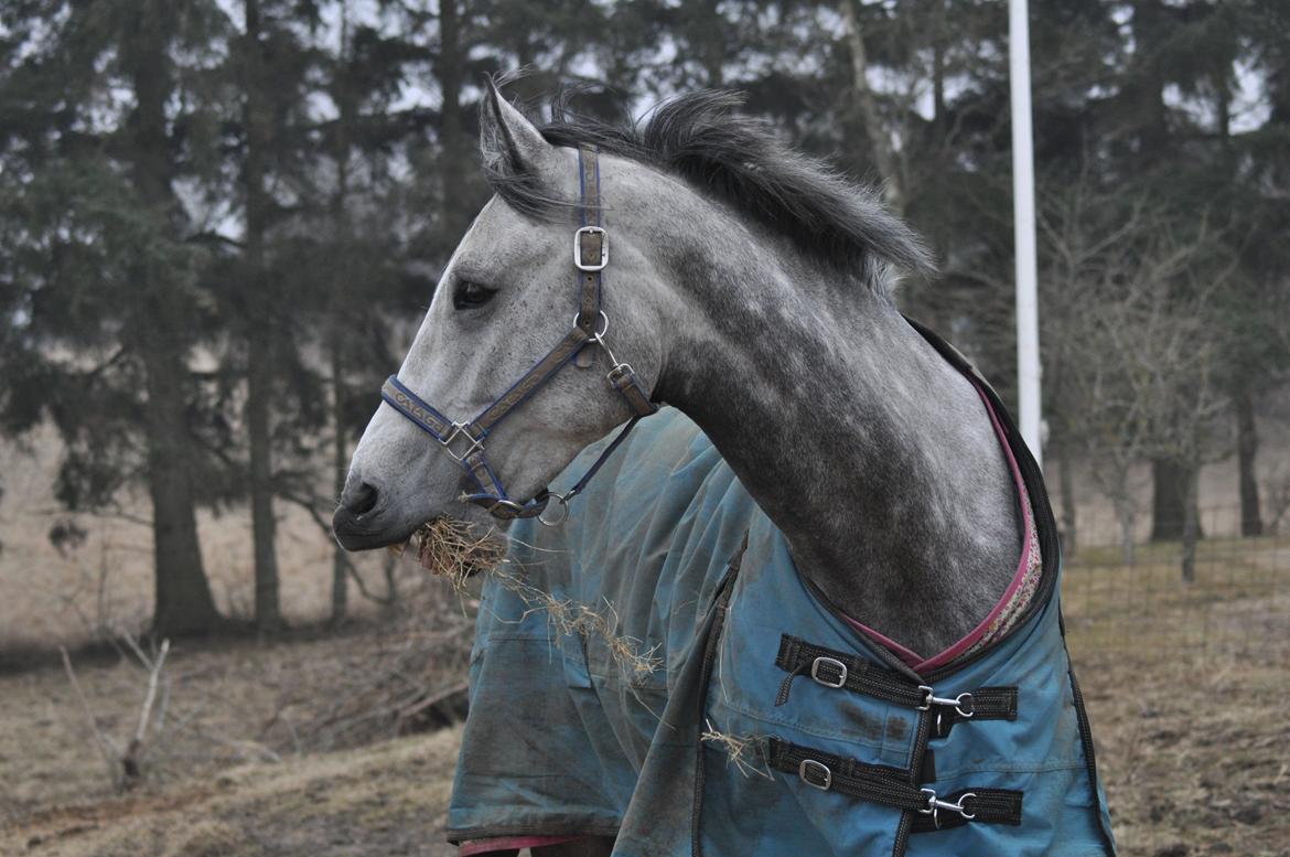 Holstener Colt 45 billede 28