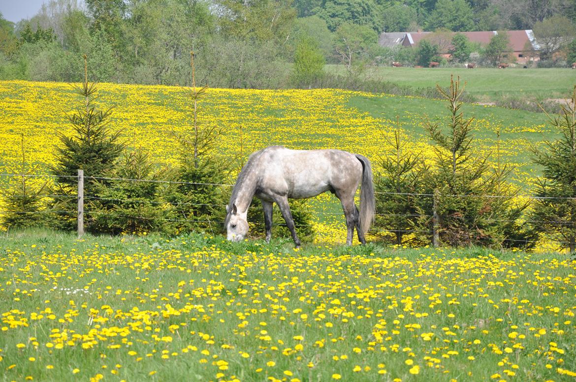 Holstener Colt 45 billede 20