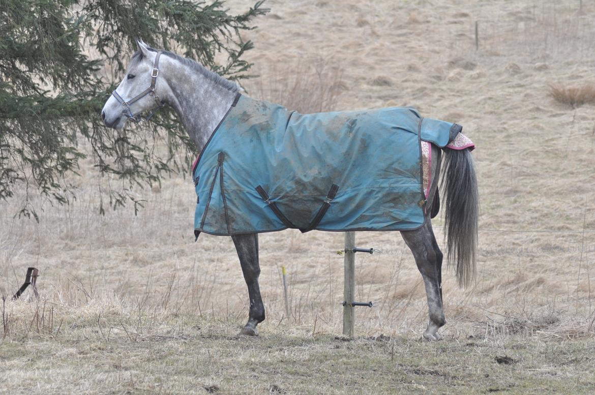 Holstener Colt 45 billede 25