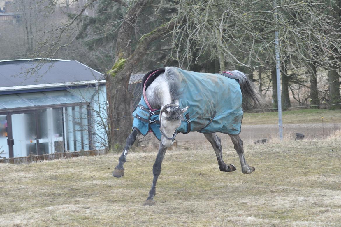 Holstener Colt 45 billede 29