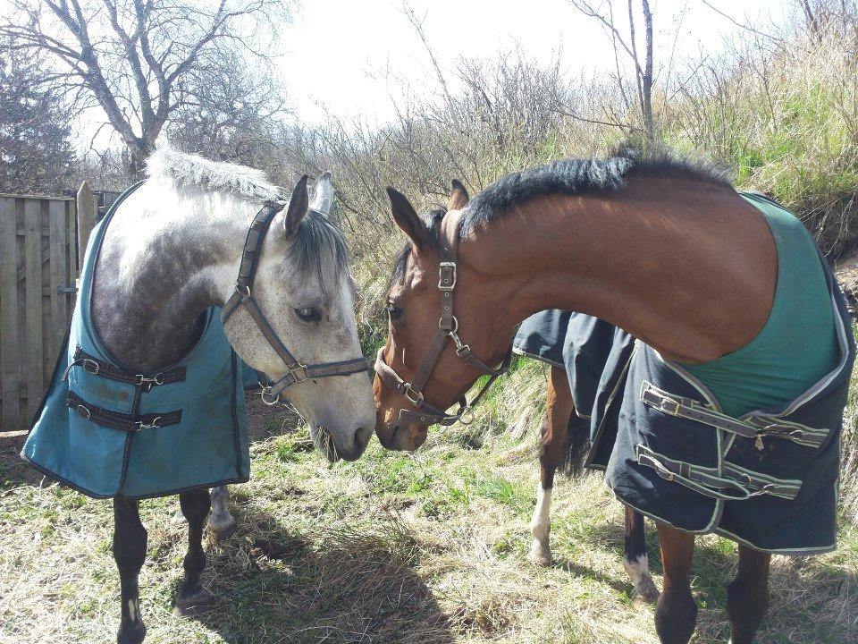 Holstener Colt 45 billede 24