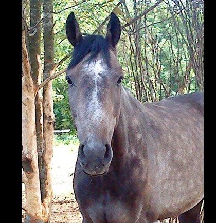 Holstener Colt 45 billede 30