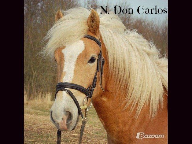 Haflinger N. Don Carlos (red) - Flotte fyr! <3 billede 4