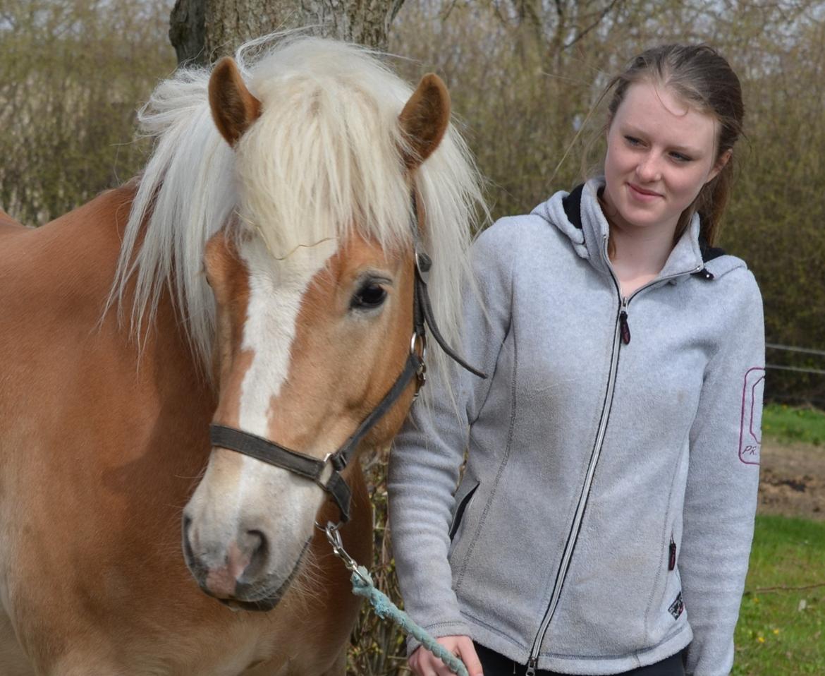 Haflinger N. Don Carlos (red) - Velkommen til Don C's profil - vær søde ved ham :-) billede 1