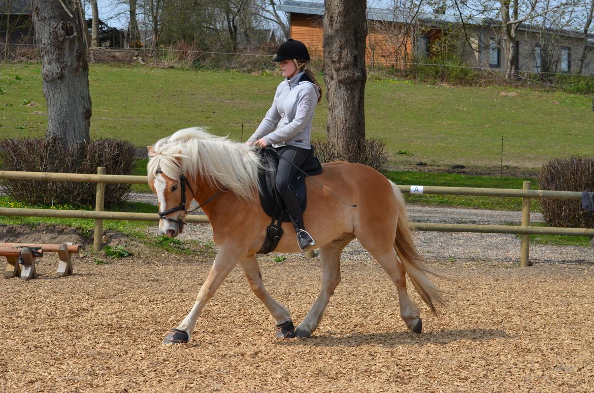 Haflinger N. Don Carlos (red) billede 2