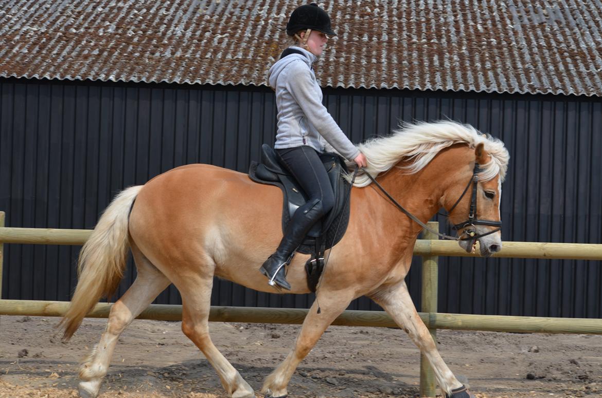 Haflinger N. Don Carlos (red) - Se bort fra at jeg trækker benene lidt op (dårlig vane - der arbejdes på det), så se på ham i stedet :) billede 3