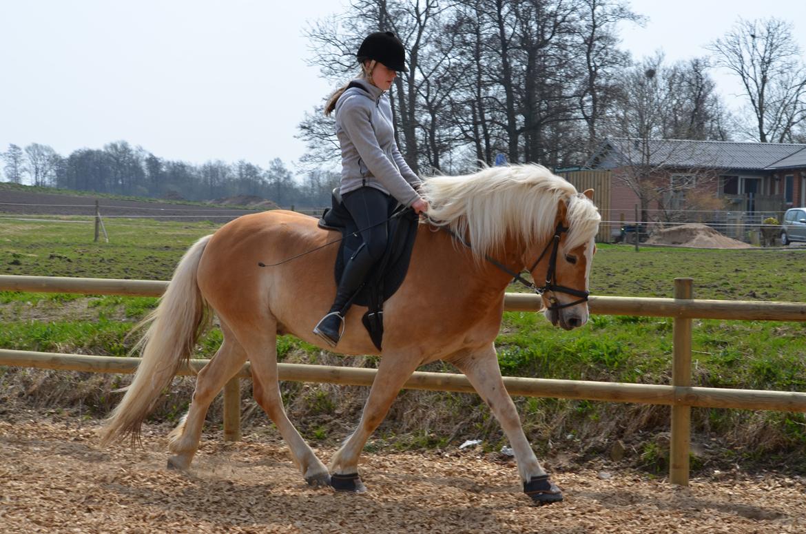 Haflinger N. Don Carlos (red) billede 5