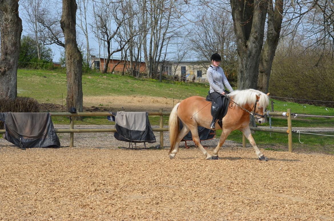 Haflinger N. Don Carlos (red) billede 6