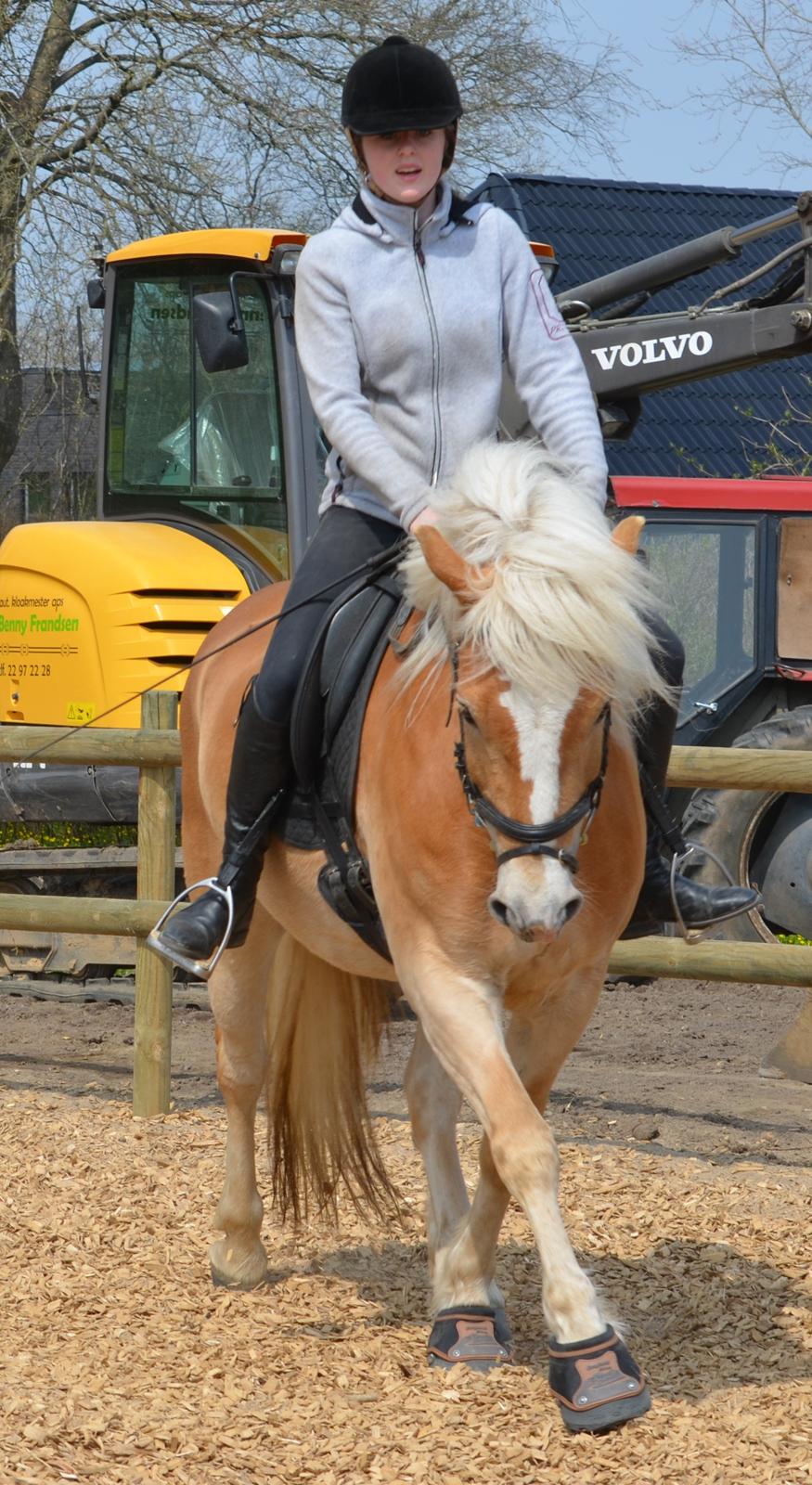 Haflinger N. Don Carlos (red) billede 7