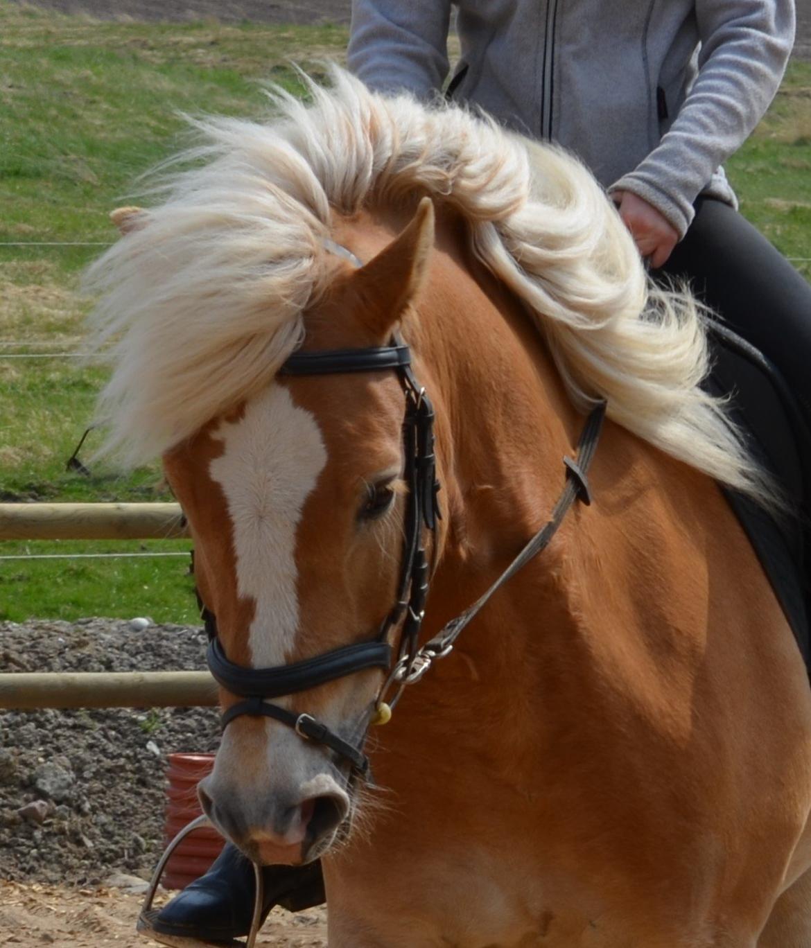 Haflinger N. Don Carlos (red) billede 8