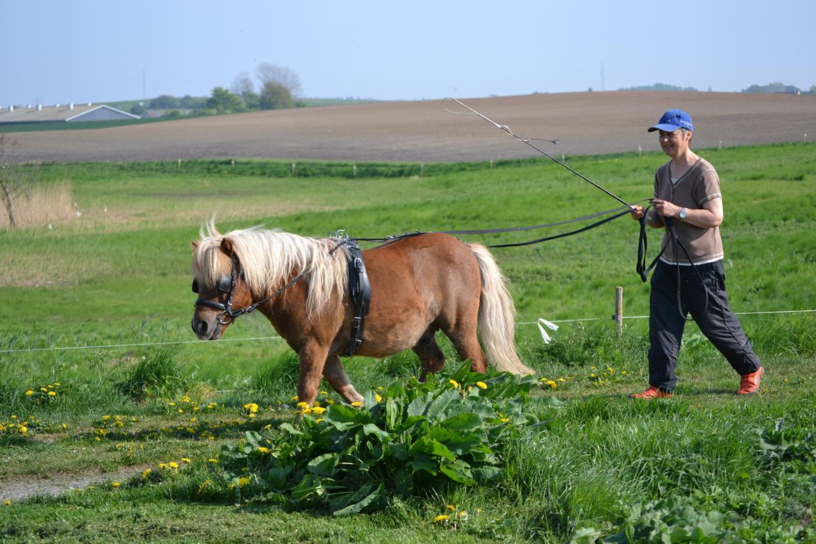 Shetlænder Annagaarden´s Boris - Træningsturen gik rigtig godt, og det var tydeligt at Boris havde det hyggeligt og nød turen. billede 3