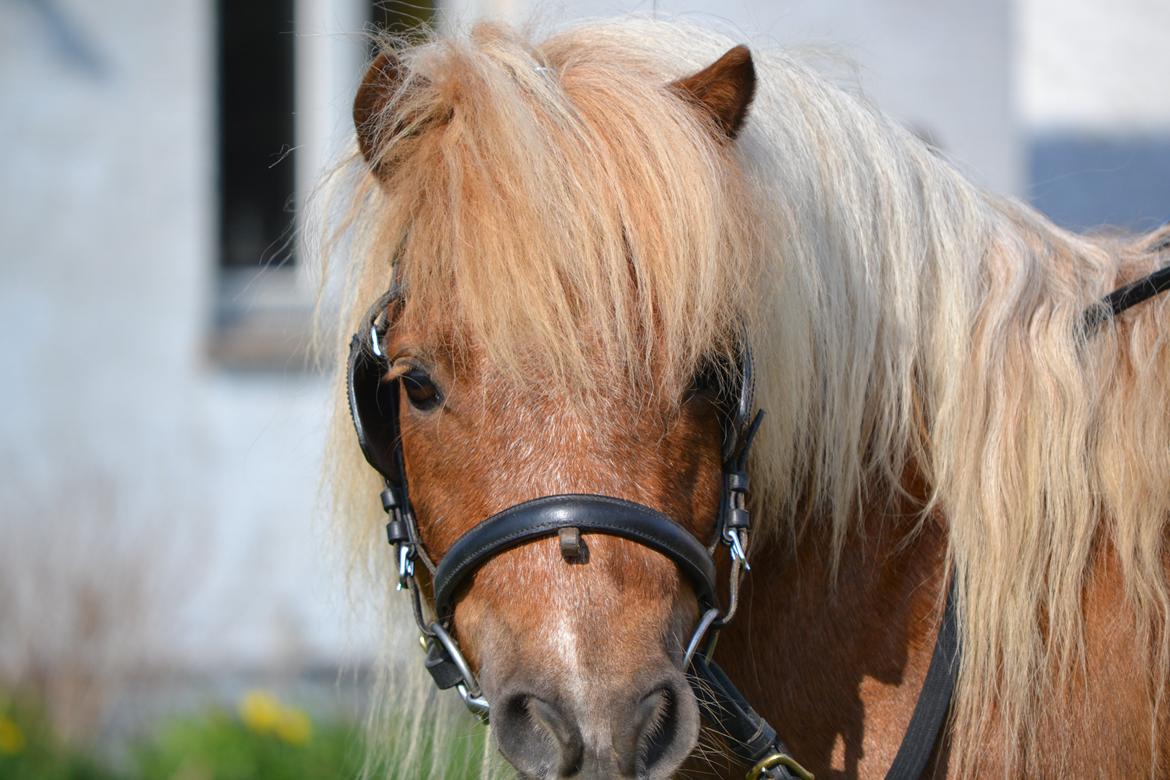 Shetlænder Annagaarden´s Boris - Annagaardens Boris har det sødeste udtryk, og er gudesmuk. billede 1