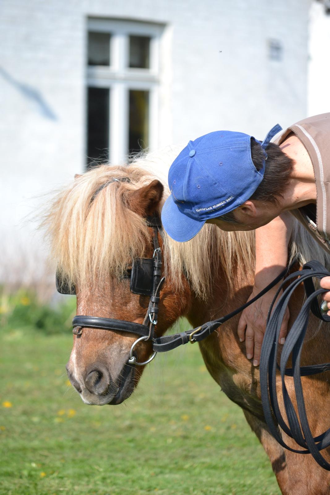 Shetlænder Annagaarden´s Boris - Tak for turen min ven. Se hans ører, hvor han lytter til den megen ros. billede 4