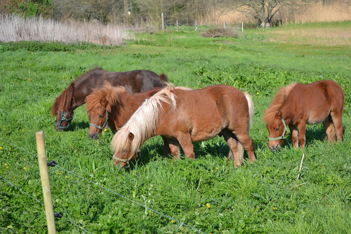 Shetlænder Annagaarden´s Boris - Årets første ædegilde på sommergræs. billede 6