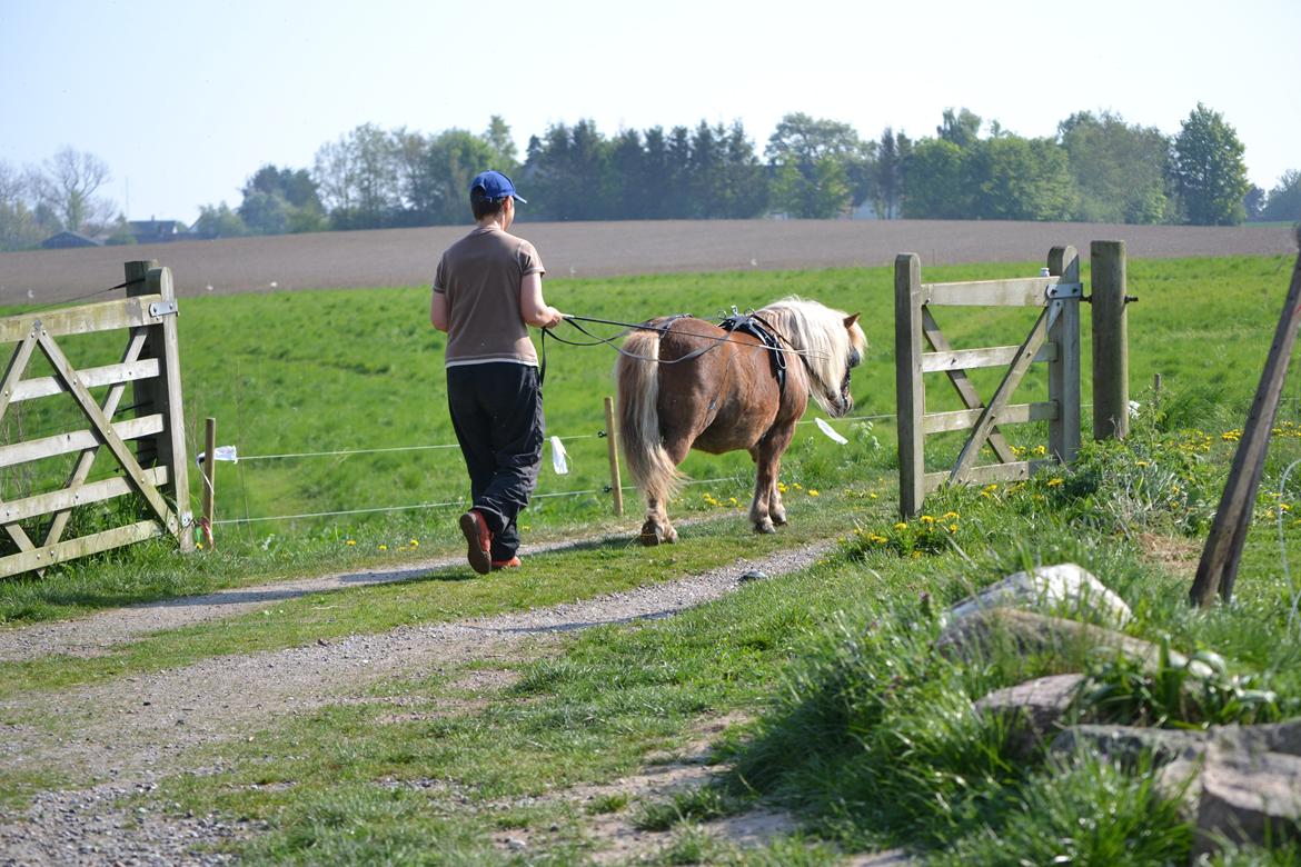 Shetlænder Annagaarden´s Boris - Vores første træningstur for lange liner. Der er meget jeg skal lære. Godt Boris kan hjælpe. billede 2