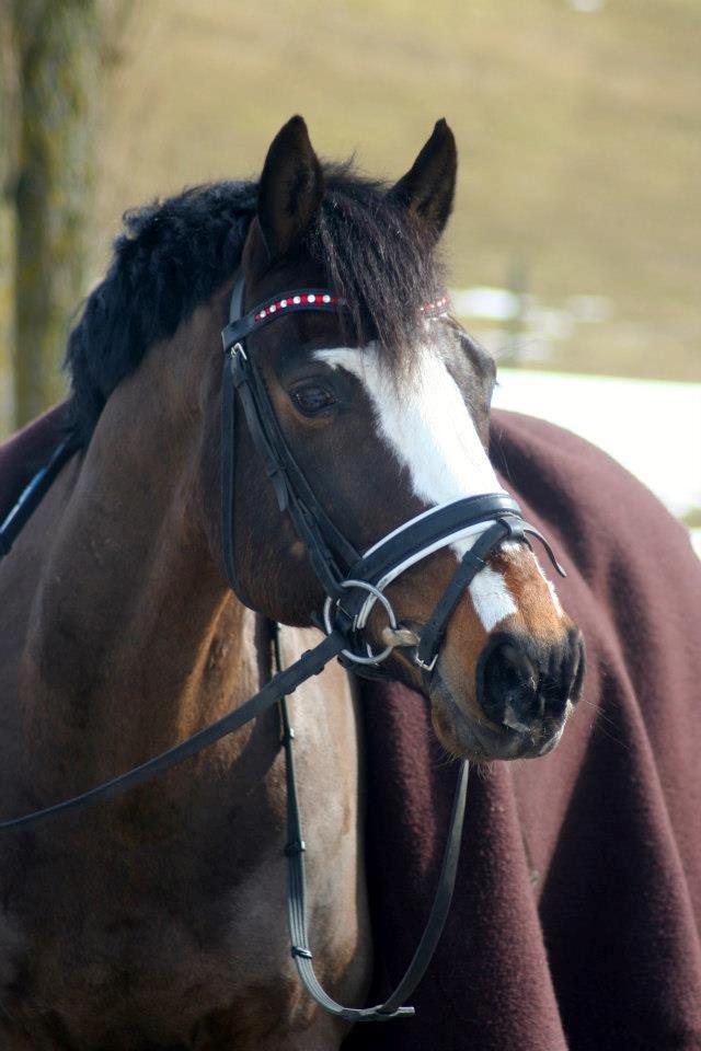 Tysk Sportspony Farbenfroh - Farbi!!<3 billede 2