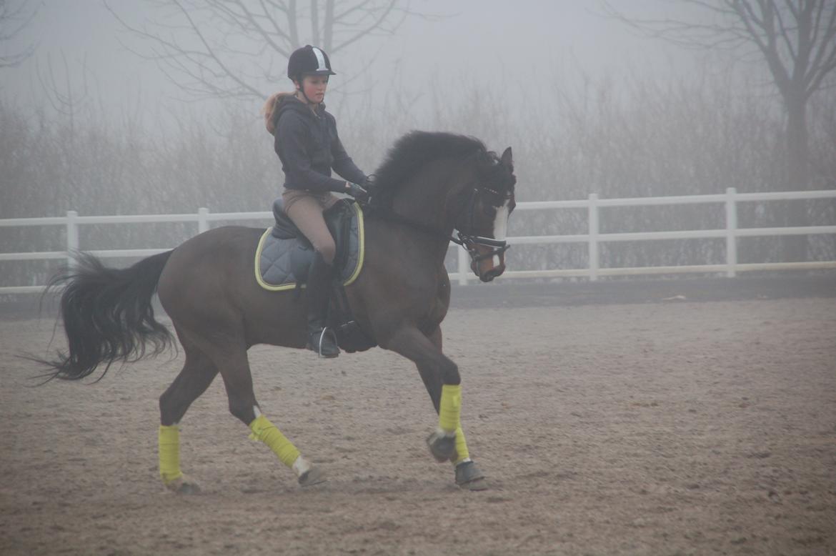 Tysk Sportspony Farbenfroh - Undervisning!!<3 billede 20